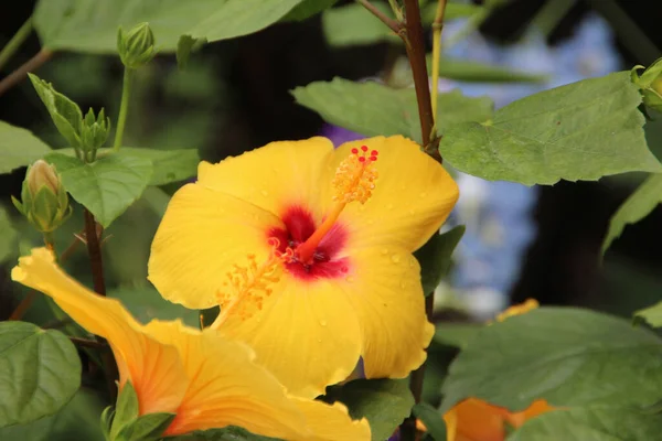 咲く黄色のハイビスカスの花のクローズアップショット — ストック写真