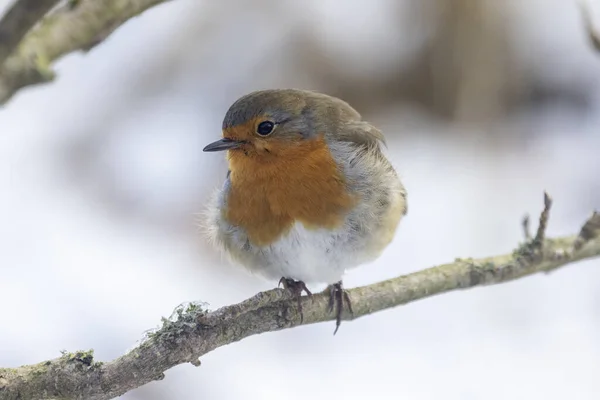 Robin Dia Gelado Tempo Inverno — Fotografia de Stock