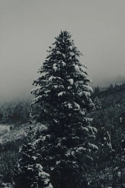 Pionowe Ujęcie Śnieżnej Sosny Górskim Lesie — Zdjęcie stockowe