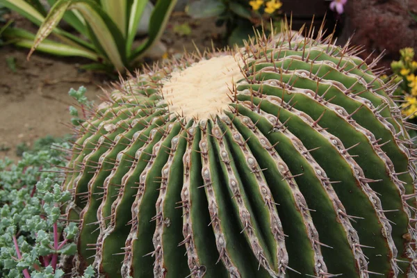 Closeup Shot Cactus Surface — Stockfoto