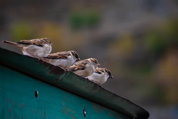 Een Lage Hoek Shot Van Mussen Neergestreken Een Dak — Stockfoto