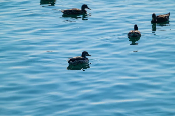 Sebuah Pemandangan Indah Bebek Mengambang Danau — Stok Foto