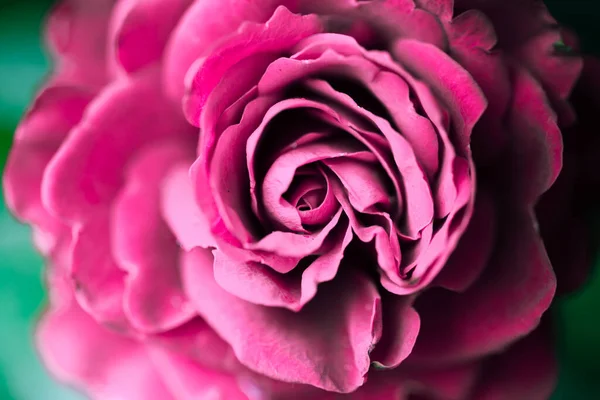 Ein Selektiver Fokus Einer Schönen Blühenden Rosa Rose Garten Auf — Stockfoto