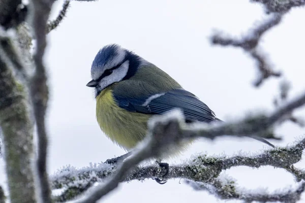 Blue Tit Looking Out Food Danger — стоковое фото