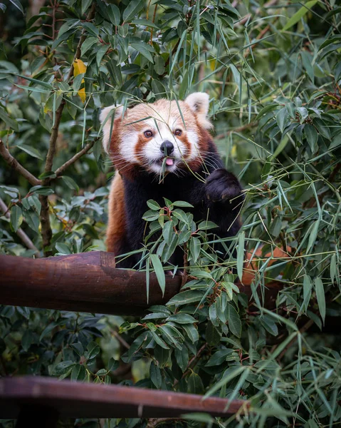 Piros Panda Függőleges Közelsége Zöld Lombozatban Ailurus Fulgens — Stock Fotó