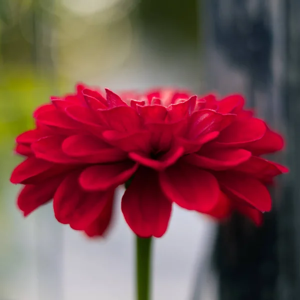 背景がぼやけている庭に咲く美しい赤いダリアの花の選択的な焦点 — ストック写真
