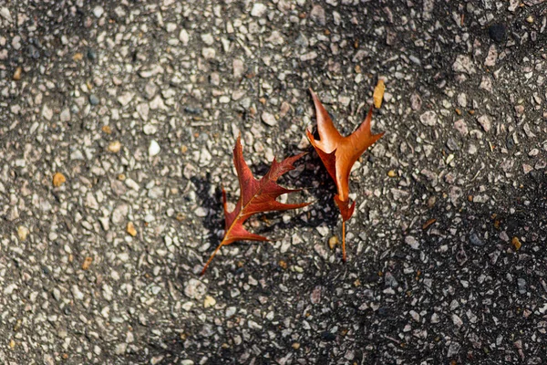 Eine Nahaufnahme Von Herbstblättern Die Auf Dem Boden Trocknen — Stockfoto