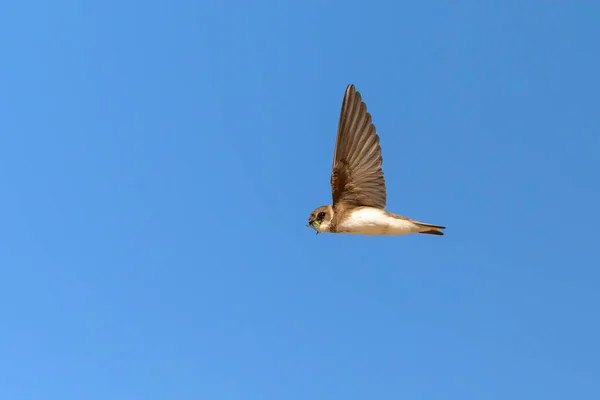Uccello Volante Martin Sabbia Contro Cielo Blu Scozia — Foto Stock