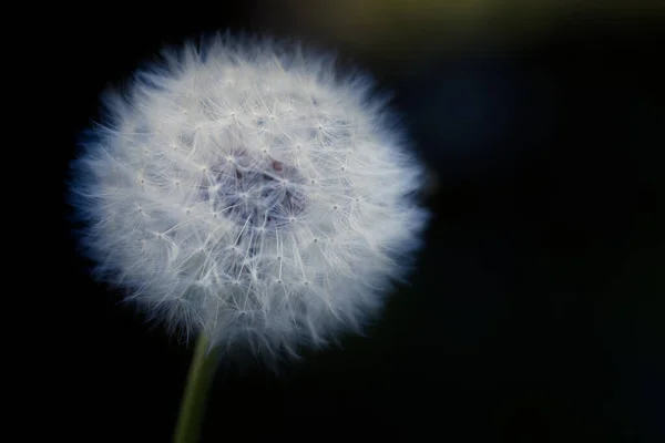 Вибірковий Фокус Квітучої Квітки Кульбаби Темному Тлі — стокове фото