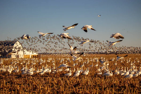 鸭群迁徙的特写镜头 — 图库照片