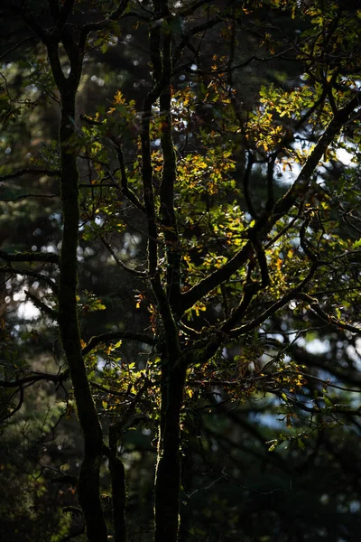 Tiro Vertical Uma Árvore Parque Nacional Peneda Geres Durante Dia — Fotografia de Stock