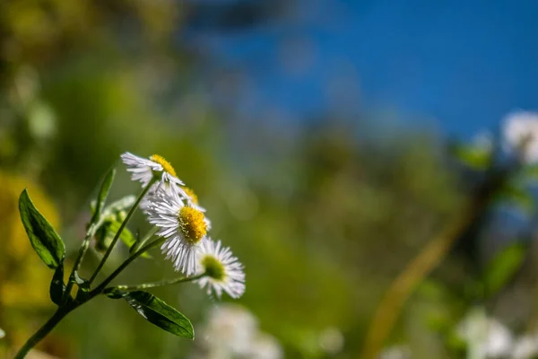 Крупним Планом Красиві Ромашкові Квіти Ерігерона Саду — стокове фото
