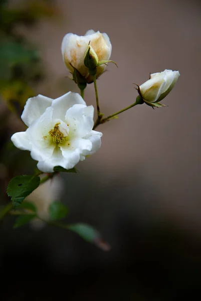 Gros Plan Fleurs Blanches Hanche Rose — Photo