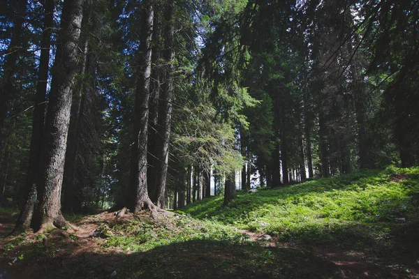 Slovenya Nın Triglav Kentindeki Sık Ormandaki Eski Yüksek Ağaçların Büyüleyici — Stok fotoğraf
