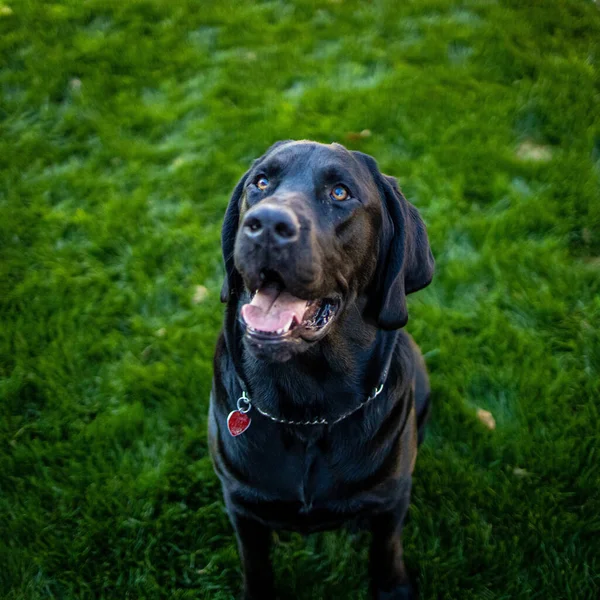 Siyah Rottweiler Köpeğinin Yüksek Açılı Görüntüsü — Stok fotoğraf