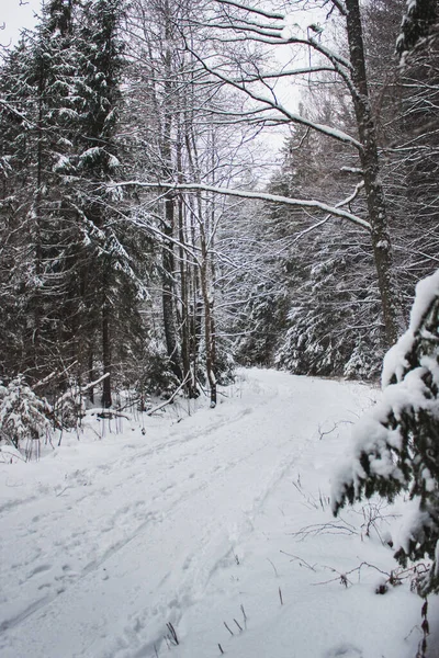 Πολλά Ψηλά Δέντρα Στο Χιονισμένο Δάσος Χειμώνα — Φωτογραφία Αρχείου