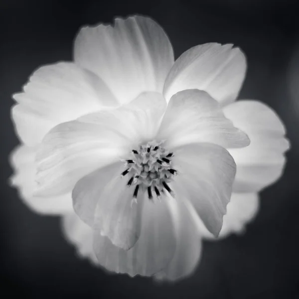 Enfoque Selectivo Una Hermosa Flor Floreciendo Una Escala Grises — Foto de Stock