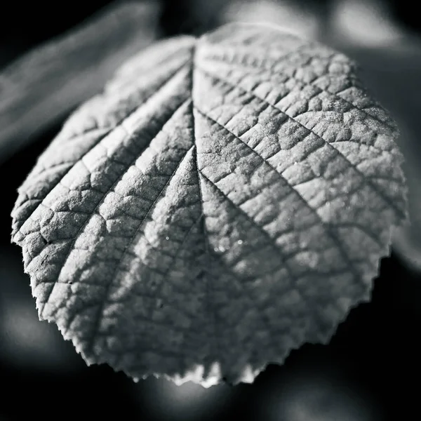 Closeup Shot Leaf Texture Grayscale — Stockfoto