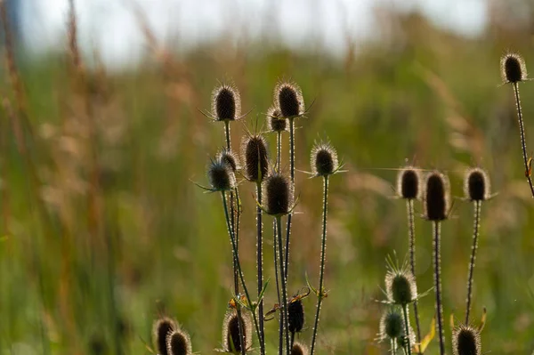 Tiro Close Wild Teasels Campo — Fotografia de Stock