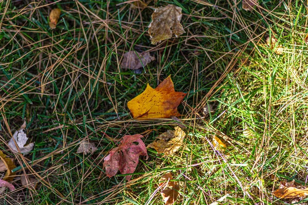 Close Folhas Outono Secando Chão — Fotografia de Stock