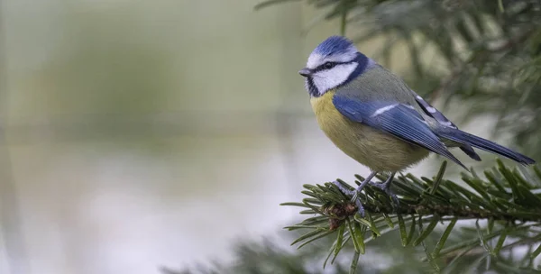 Blue Tit Looking Out Food Danger — Photo
