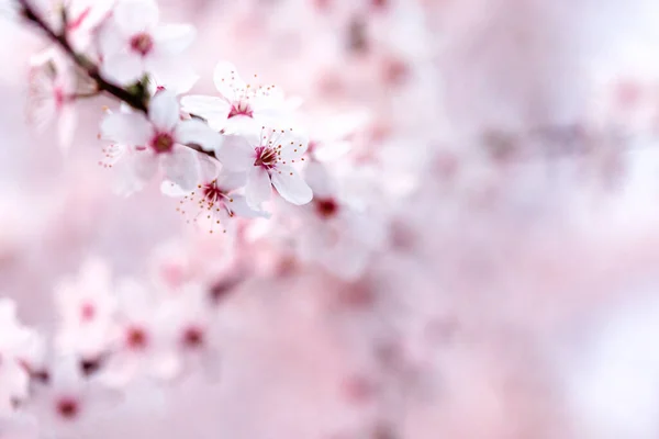 Foco Seletivo Ramo Florescente Flores Sakura Rosa — Fotografia de Stock