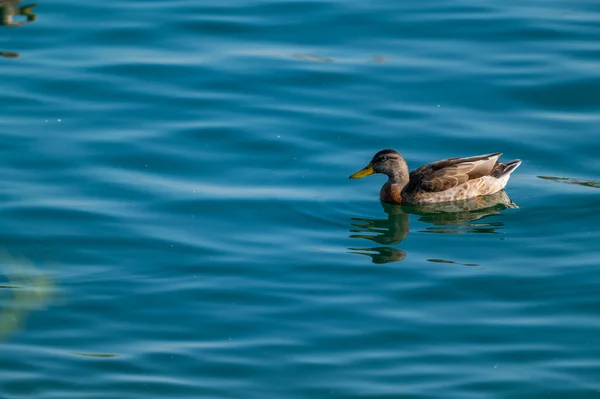 Cute Duck Floating Lake — Stockfoto
