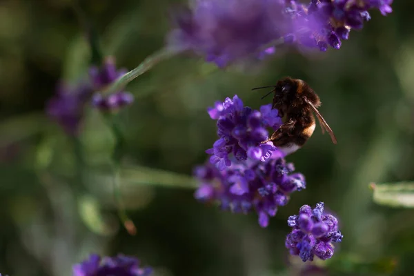 Селективное Фокусирование Пчелы Цветке Лаванды Размытом Фоне Поля — стоковое фото