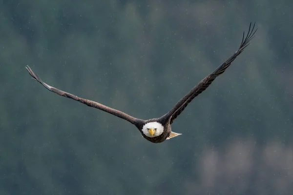 背もたれがぼやけて空を飛ぶ鷲のクローズアップ — ストック写真