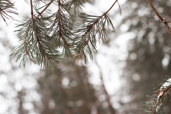 Kış Ormanlarındaki Bulanık Bir Arka Planda Çam Dallarının Yakın Plan — Stok fotoğraf