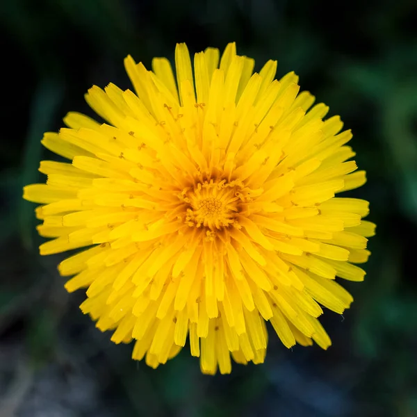 Tiro Close Uma Flor Aranha Crisântemo Amarelo Bonito Florescendo — Fotografia de Stock