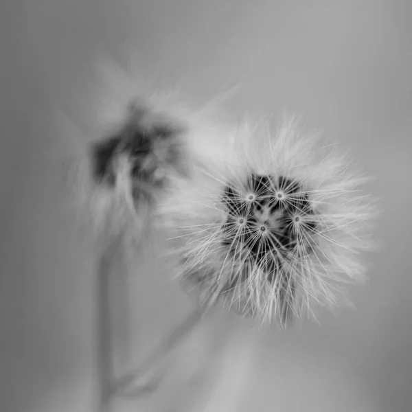 Een Selectieve Focus Van Bloeiende Prachtige Paardebloem Grijze Schaal — Stockfoto