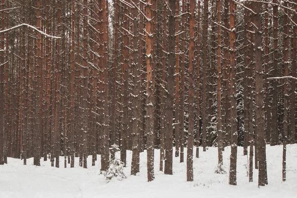 Many Tall Trees Snowy Forest Winter — Stockfoto