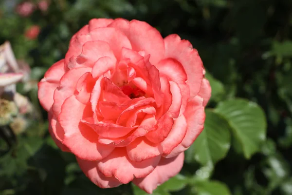 Zbliżenie Ujęcie Różowej Róży Dorastającej Ogrodzie — Zdjęcie stockowe