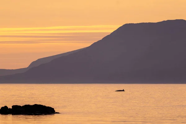 Scenic View Minke Whale Surface Sea Beautiful Sunset Scotland — Stockfoto