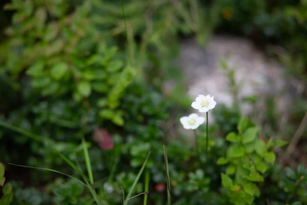 Біла Parnassia Palustris Квітка Росте Саду Словенії Триглав — стокове фото
