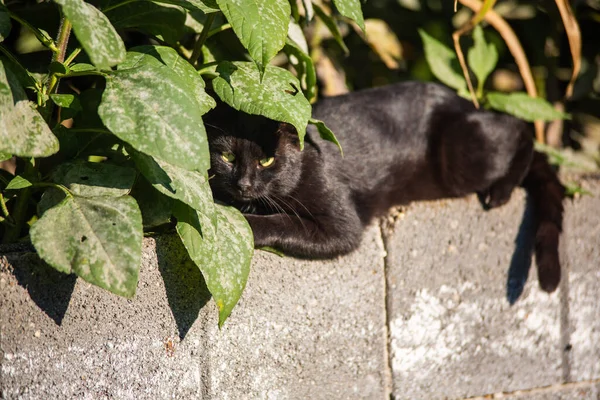 Černá Kočka Ulici Ležící Kamenném Obrubníku Stínu Velkých Zelených Stromů — Stock fotografie