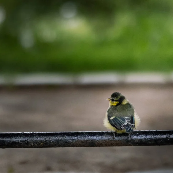 Selective Focus Common Lapwing Chick Perched Metal Tube — Stockfoto