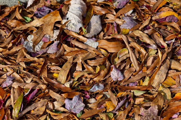 Close Folhas Outono Secando Chão — Fotografia de Stock