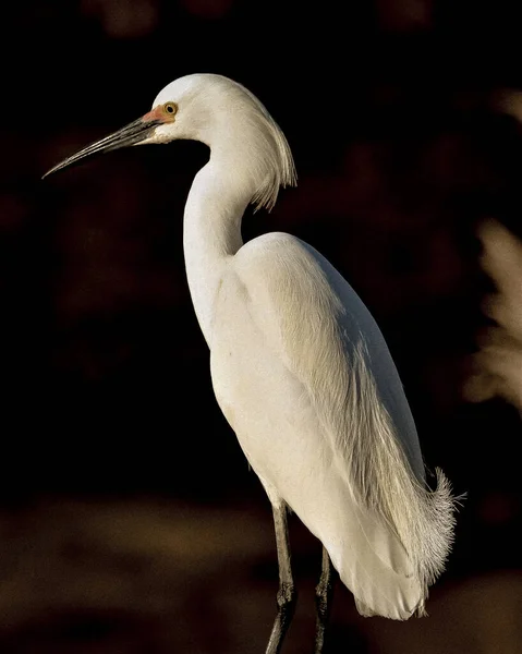 Vertical Shot Great Egret — Stock Photo, Image