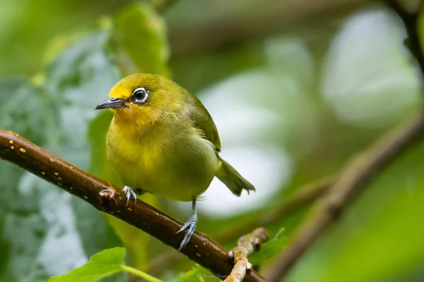 Closeup Shot Warbling White Eye Perched Branch — 图库照片