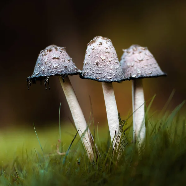 Foco Seletivo Três Cogumelos Verdes Que Crescem Floresta — Fotografia de Stock