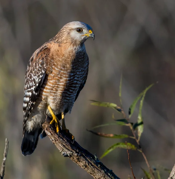 Selective Focus Shot Red Shouldered Hawk Perched Branch — Stock Photo, Image