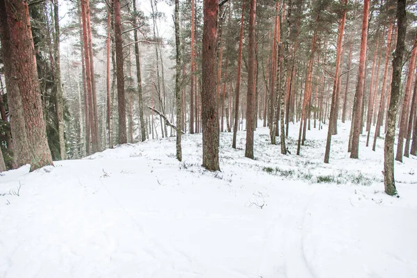 Sok Magas Havas Erdőben Télen — Stock Fotó