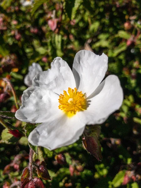 Pionowe Zbliżenie Ujęcia Pięknego Cistus Kwitnącego Ogrodzie — Zdjęcie stockowe
