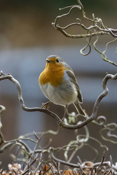 Robin Een Herfstdag — Stockfoto