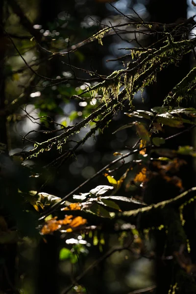 Вертикальний Знімок Дерев Яних Брюнеток Протягом Дня — стокове фото