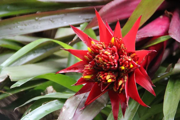 Ένα Κοντινό Πλάνο Ενός Ανθισμένου Κόκκινου Λουλουδιού Guzmania — Φωτογραφία Αρχείου