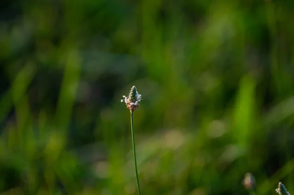 Gros Plan Une Plante Armoise Dans Champ — Photo