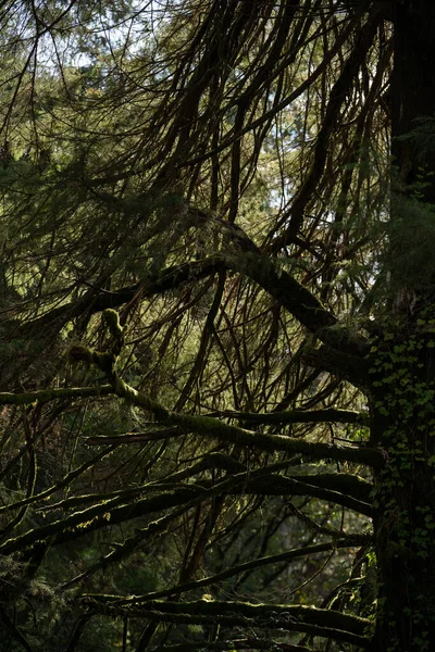 Tiro Vertical Galhos Árvore Durante Dia — Fotografia de Stock